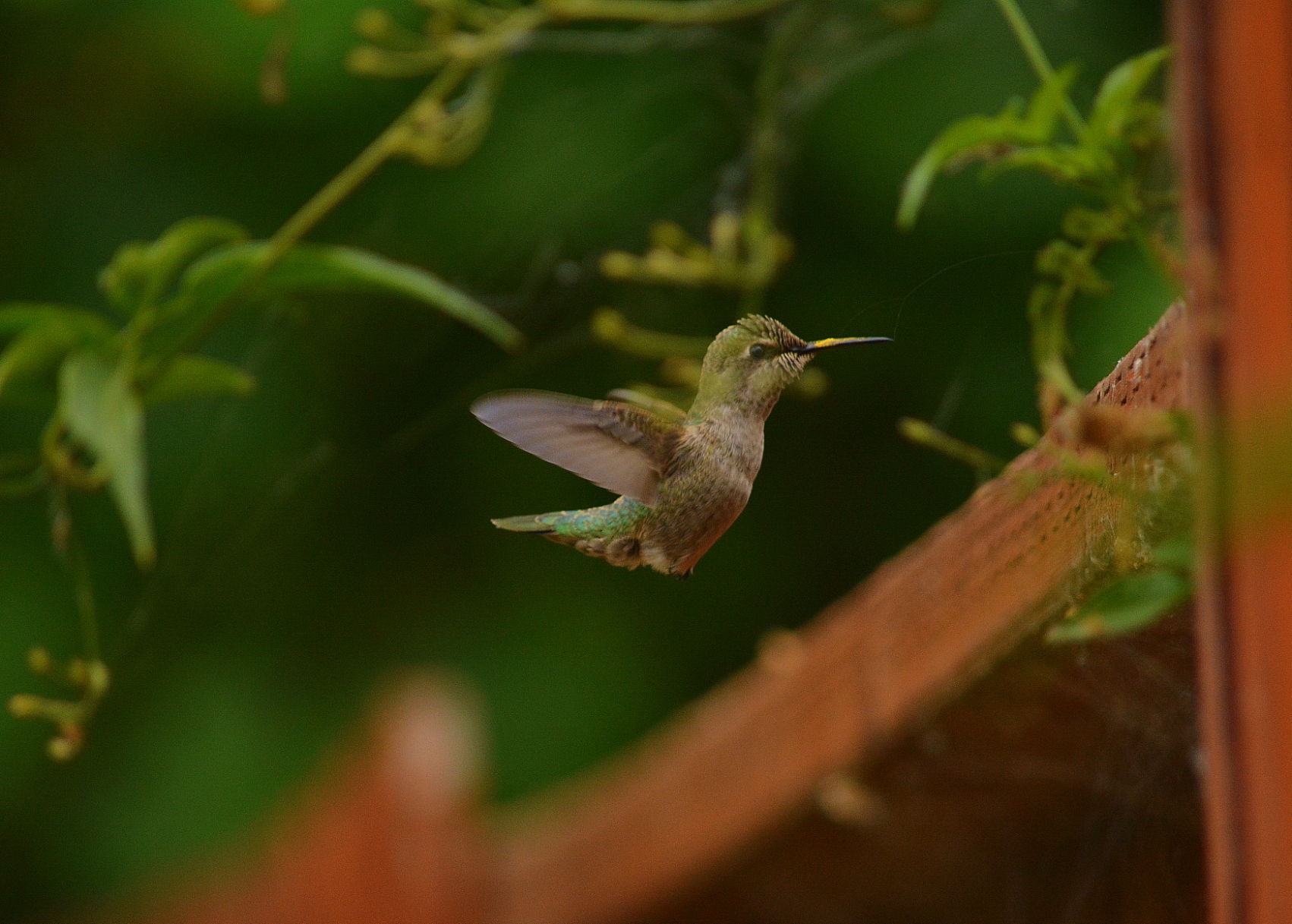 Hummingbirds from backyards and beyond